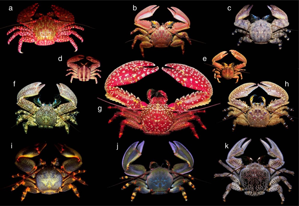Several species of porcelain crabs.